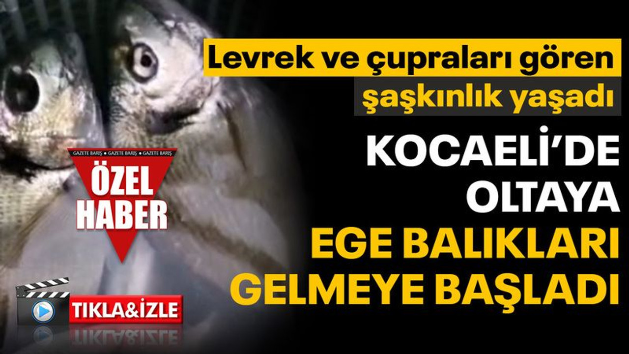 Kocaeli’de kıyıdan levrek ve çupra avlandı, görenler şaştı kaldı